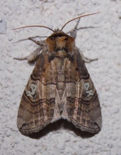 Réf. 237 262 : Tethea ocularis